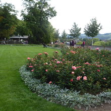 公園内に沢山のバラが栽培されています