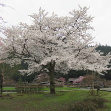 やっと満開の桜に御対面できました
