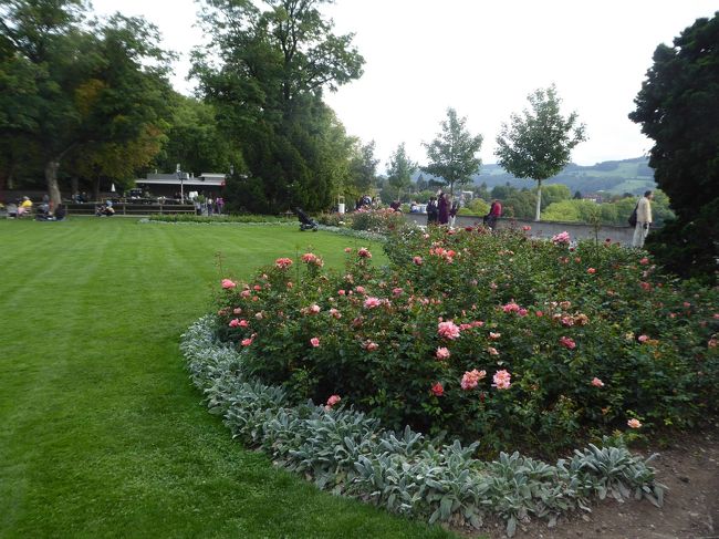 公園内に沢山のバラが栽培されています