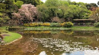 珍しい鯉がいる庭園です。