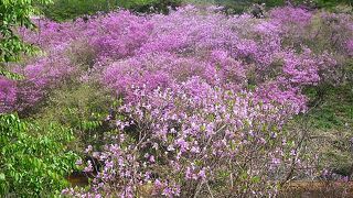 ツツジ山周辺で薄紫のコバノミツバツツジの花を見ました。