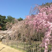 御所北側の桜