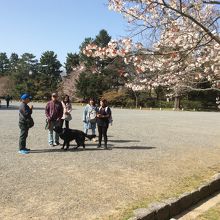 犬の散歩中の人たちの中にはタイ語勉強中の人も