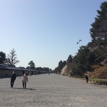 砂利を踏み分けて桜まで進む。途中で鳶とカラスの縄張り争いが