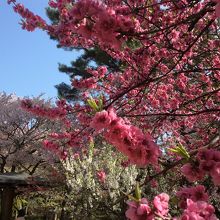 こんな濃い色の桜も隅っこにあった！