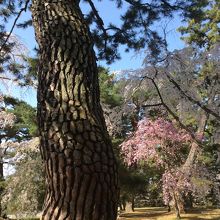 桜で目立たないが凄いインパクトの松の大木があった