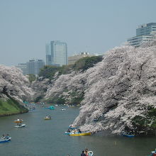 千鳥が淵　多くのボートが浮かぶ