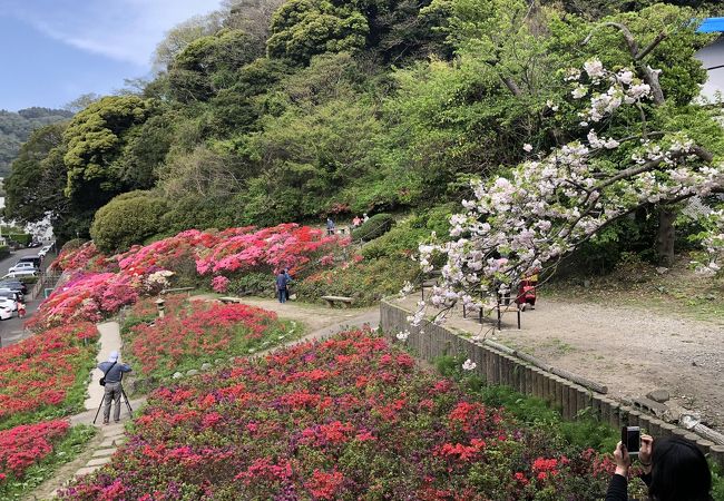 花の木公園 クチコミ・アクセス・周辺情報｜逗子・葉山 - フォー