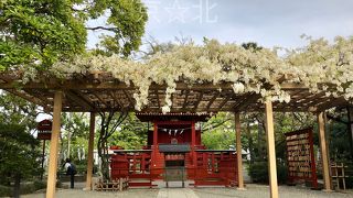 白藤が満開でした