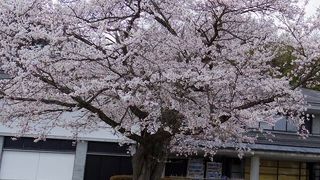 正面の桜がきれい
