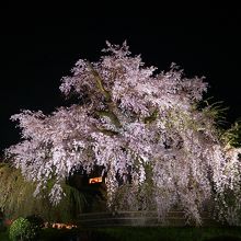 祇園枝垂桜
