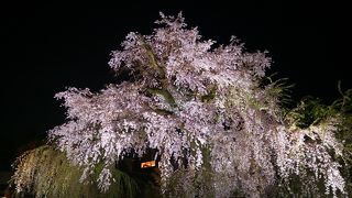 満開の祇園枝垂桜ライトアップ