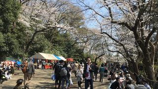 お花見の名所になっていました～(@_@)