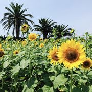 夏にはひまわり畑になります