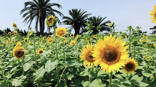 夏にはひまわり畑になります