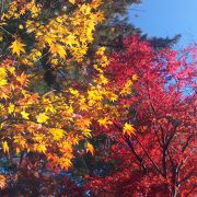 紅葉の色が鮮やか