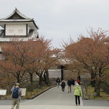 石川門の桜は完全に散っていました。満開なら綺麗な事でしょう