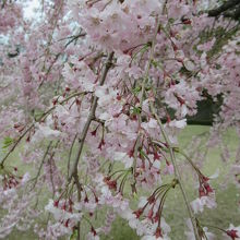 桜の園のしだれ桜アップ 