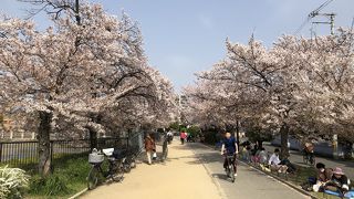 ずいぶんが桜が減りました