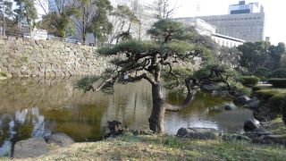 なかなかの大きさです