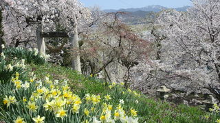 桜と水仙が見ごろでした