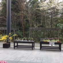 展示や販売の花