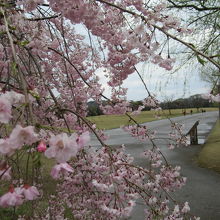 咲き残っていた枝垂桜
