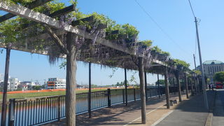 今年はもう藤が咲いていた