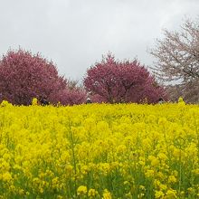 赤城南面千本桜