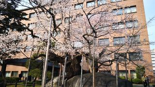 岩の中からかち割って桜の木が