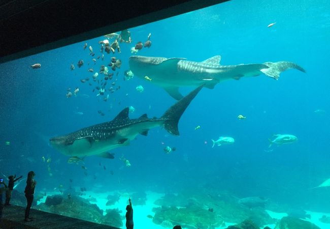 ジョージア水族館 クチコミ アクセス 営業時間 アトランタ フォートラベル