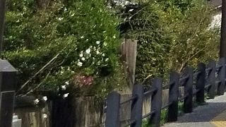 もっと手入れしたらいいのに