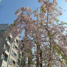 綺麗に開花した枝垂桜
