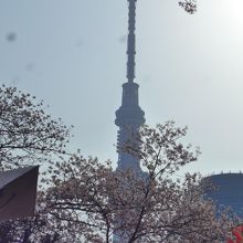 桜満開の隅田公園からの東京スカイツリー