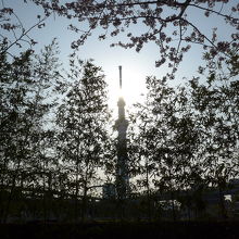 隅田公園の東武・スカイツリー線近くから見える東京スカイツリー