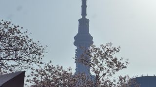 桜の季節に周辺から見る東京スカイツリーの景色!!