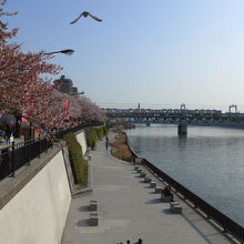 隅田川と隅田公園の畔