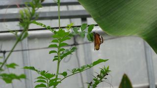 植物だけで無く