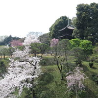 桜を見ながら歩きました