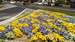 フラワーフェスティバルに向けてきれいな花が植えられていました