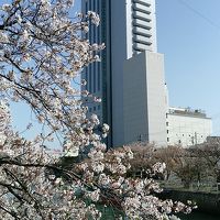 ホテルと桜