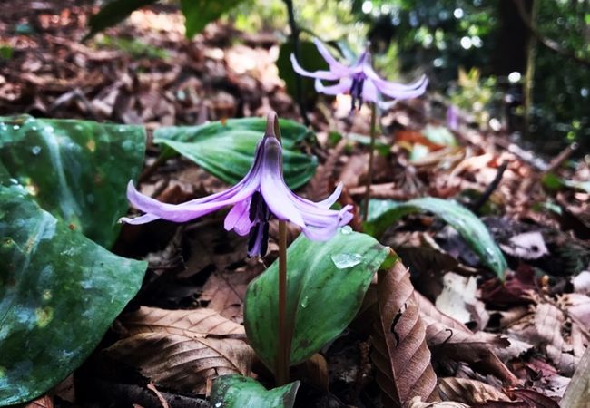 筑波山頂カタクリの里特別開放