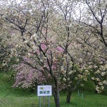 御衣黄と八重桜です