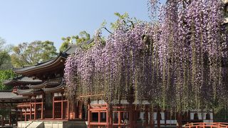 藤の花が綺麗でした！