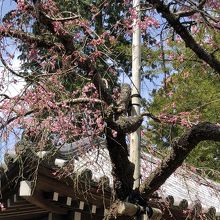 弘川寺のカイドウ