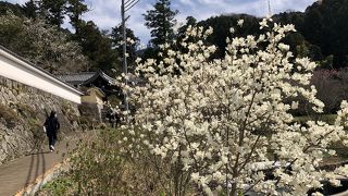 西行桜で有名