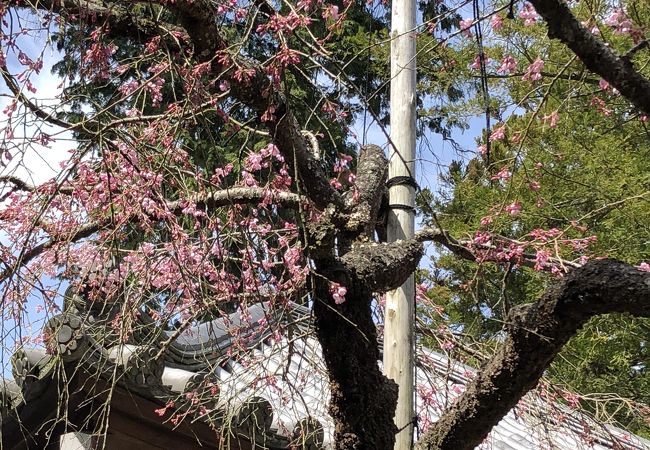 弘川寺のカイドウ