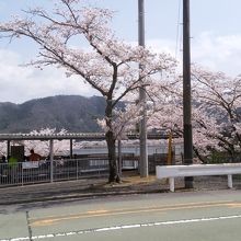 ターミナル前の桜