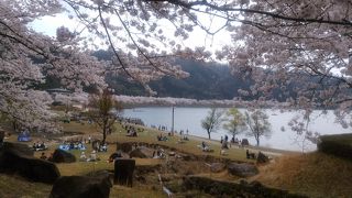 ダム周辺の6000本の桜は見事