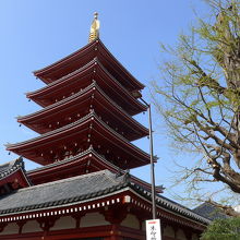 大銀杏の木と五重塔